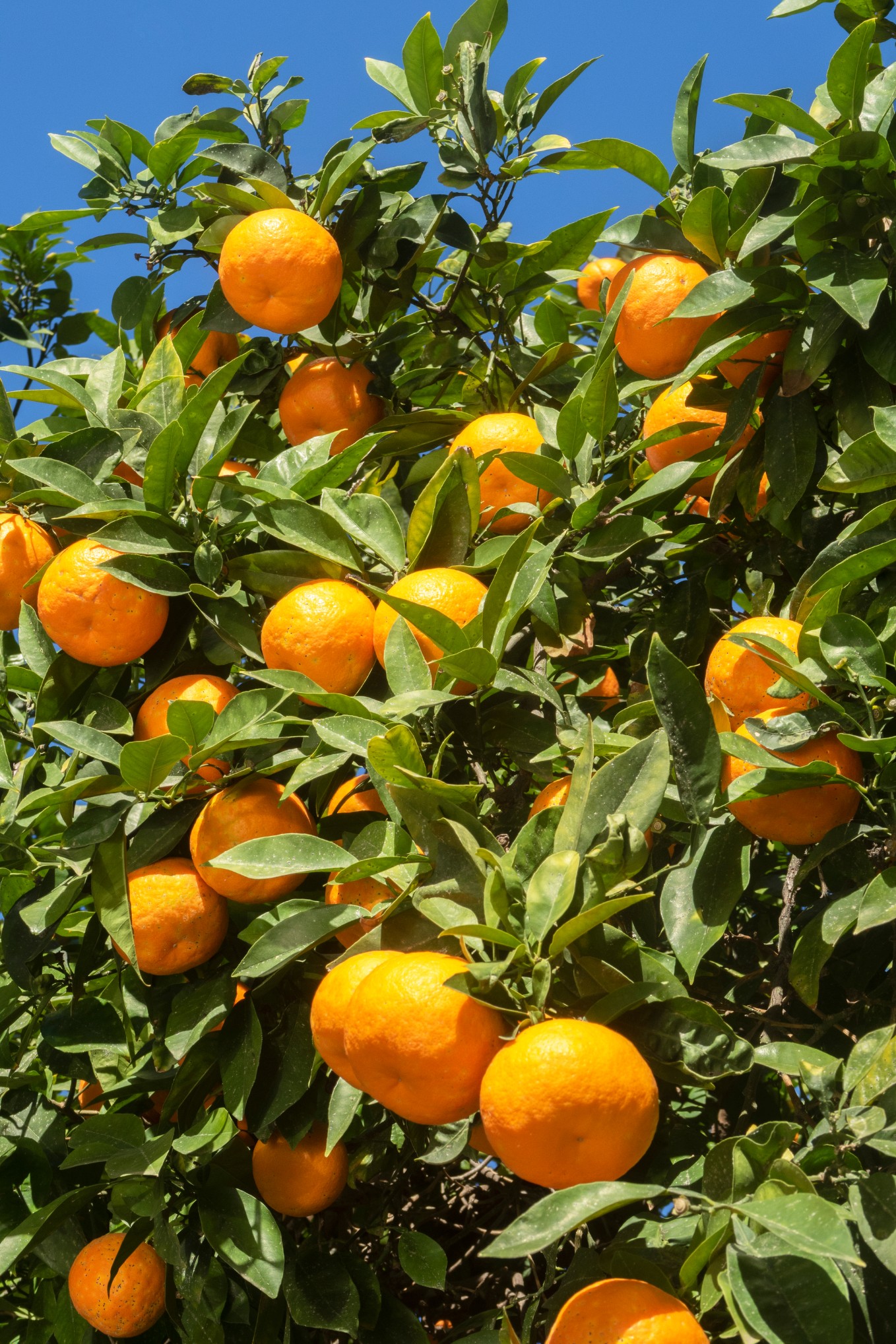 Close up of an orange tree against a blue sky