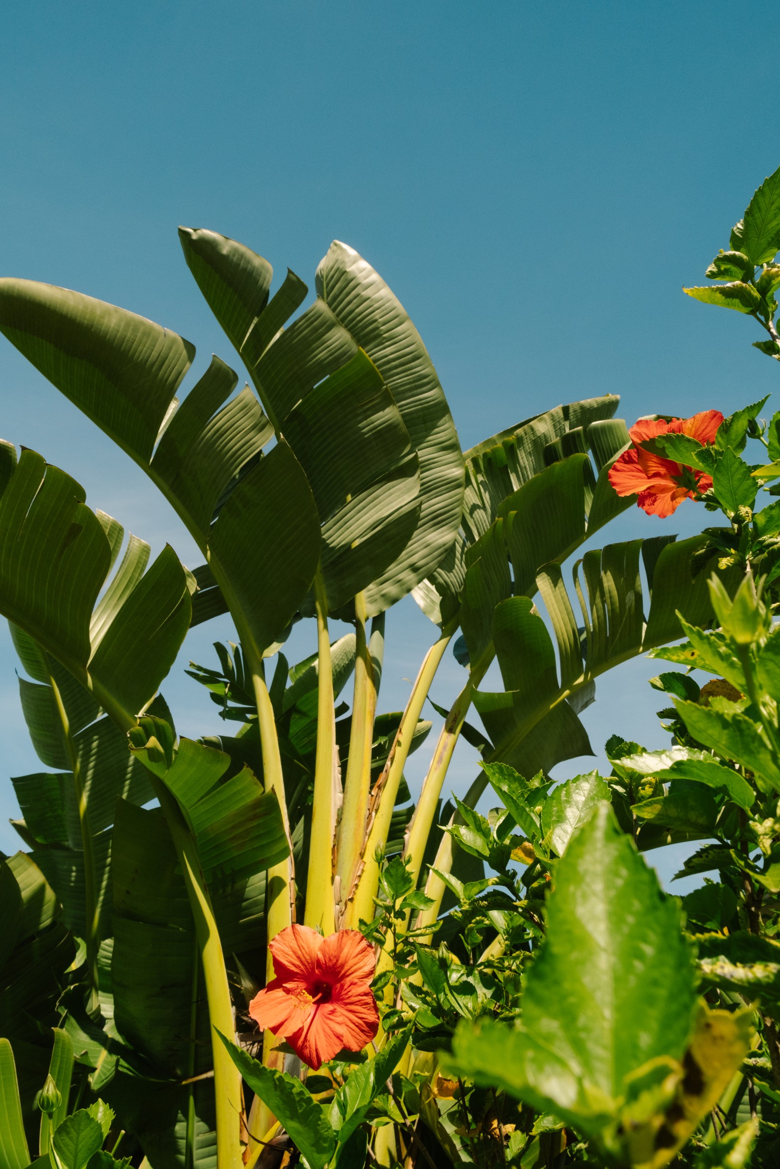 Palm fronds against a clear blue sky