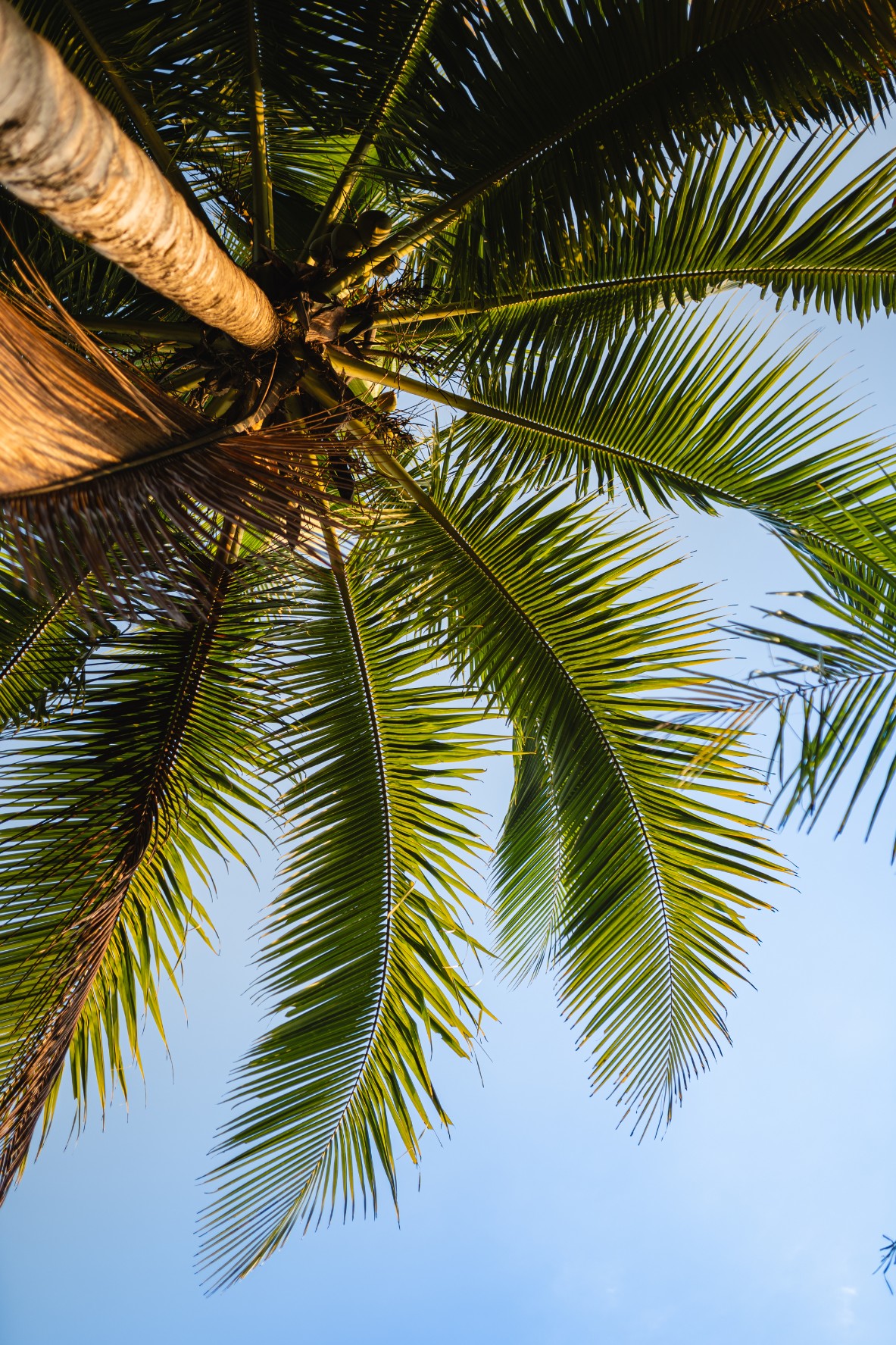 Palm tree with coconuts