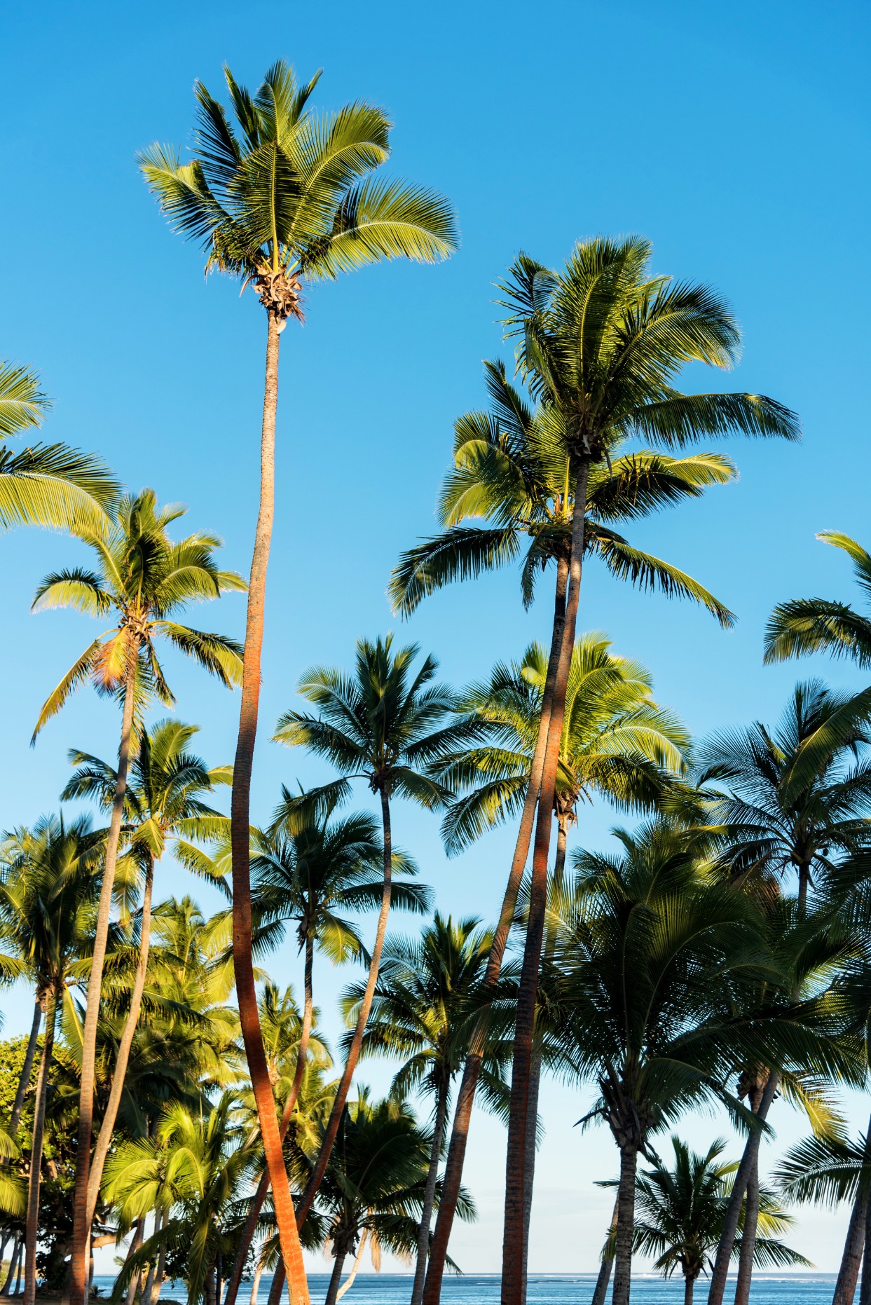 Palm trees against a bright blue, cloudless sky