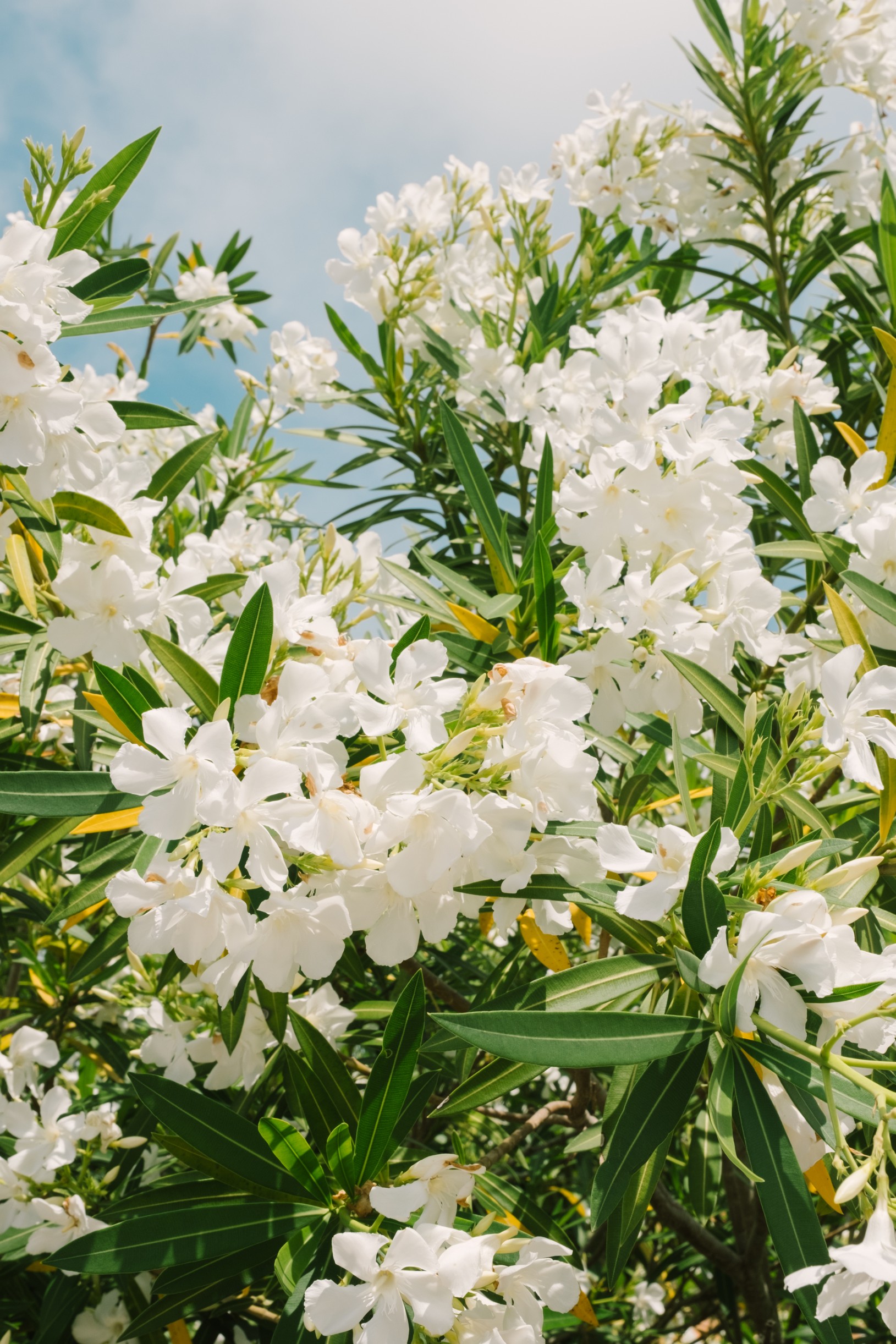 White flowers against a blue sky